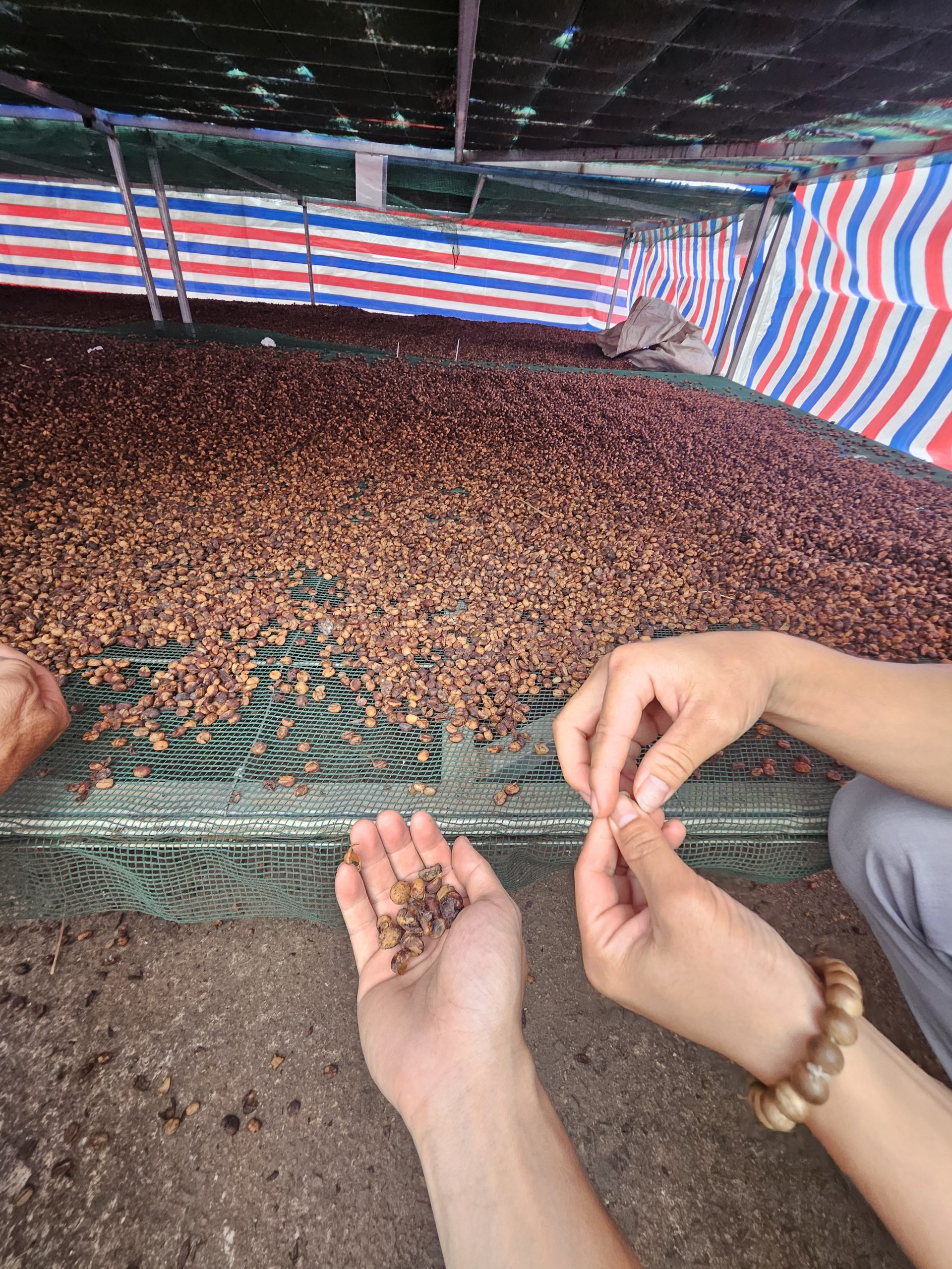 Hình ảnh vùng nguyên liệu cà phê 04