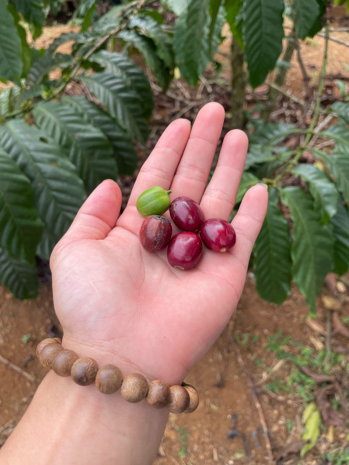 Hình ảnh vùng nguyên liệu cà phê 12